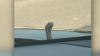 Snake used a mom's car hood as its ‘hidey-hole.' Getting it out was a struggle